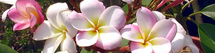 flores de mexico